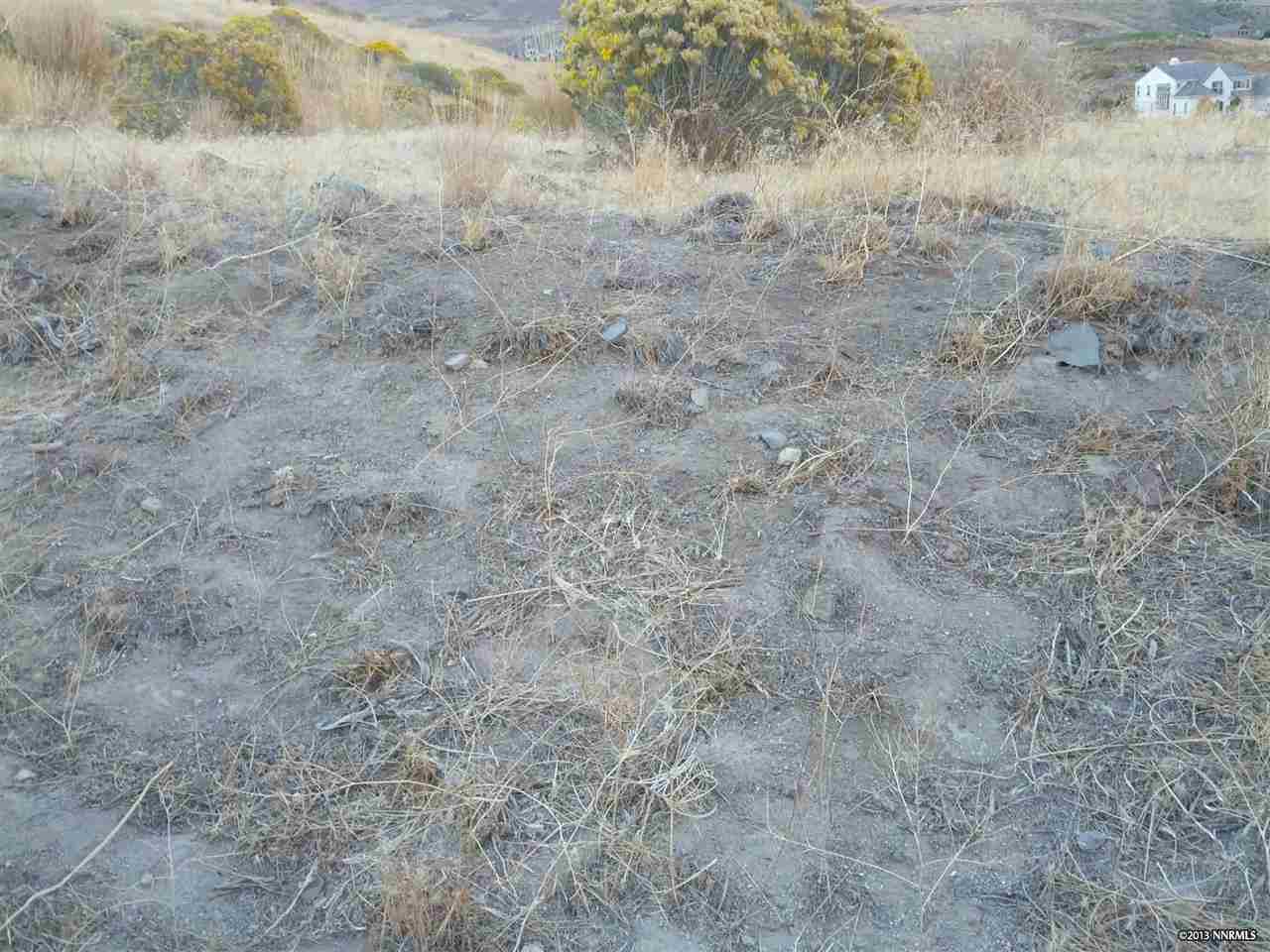 a view of a dry yard with trees all around