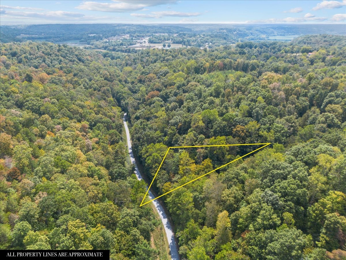 a view of a forest with a mountain view