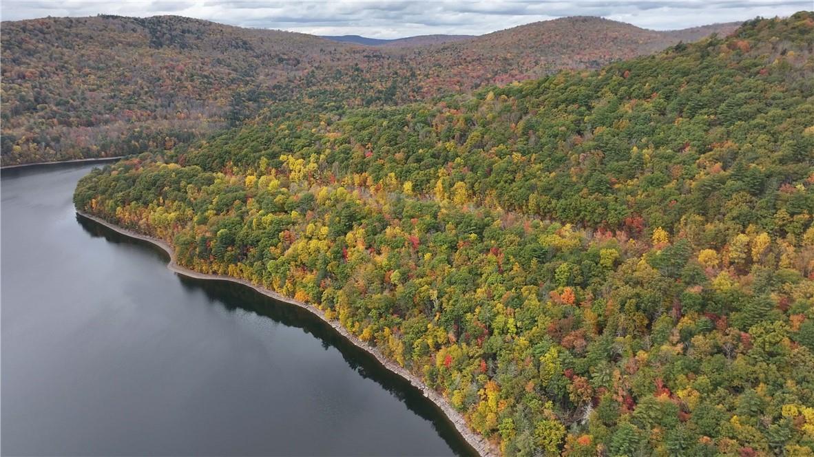 a view of a forest with a mountain