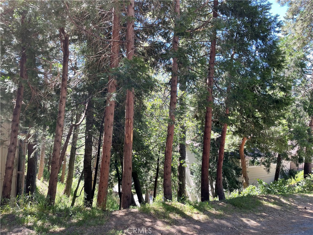 a view of a forest with trees