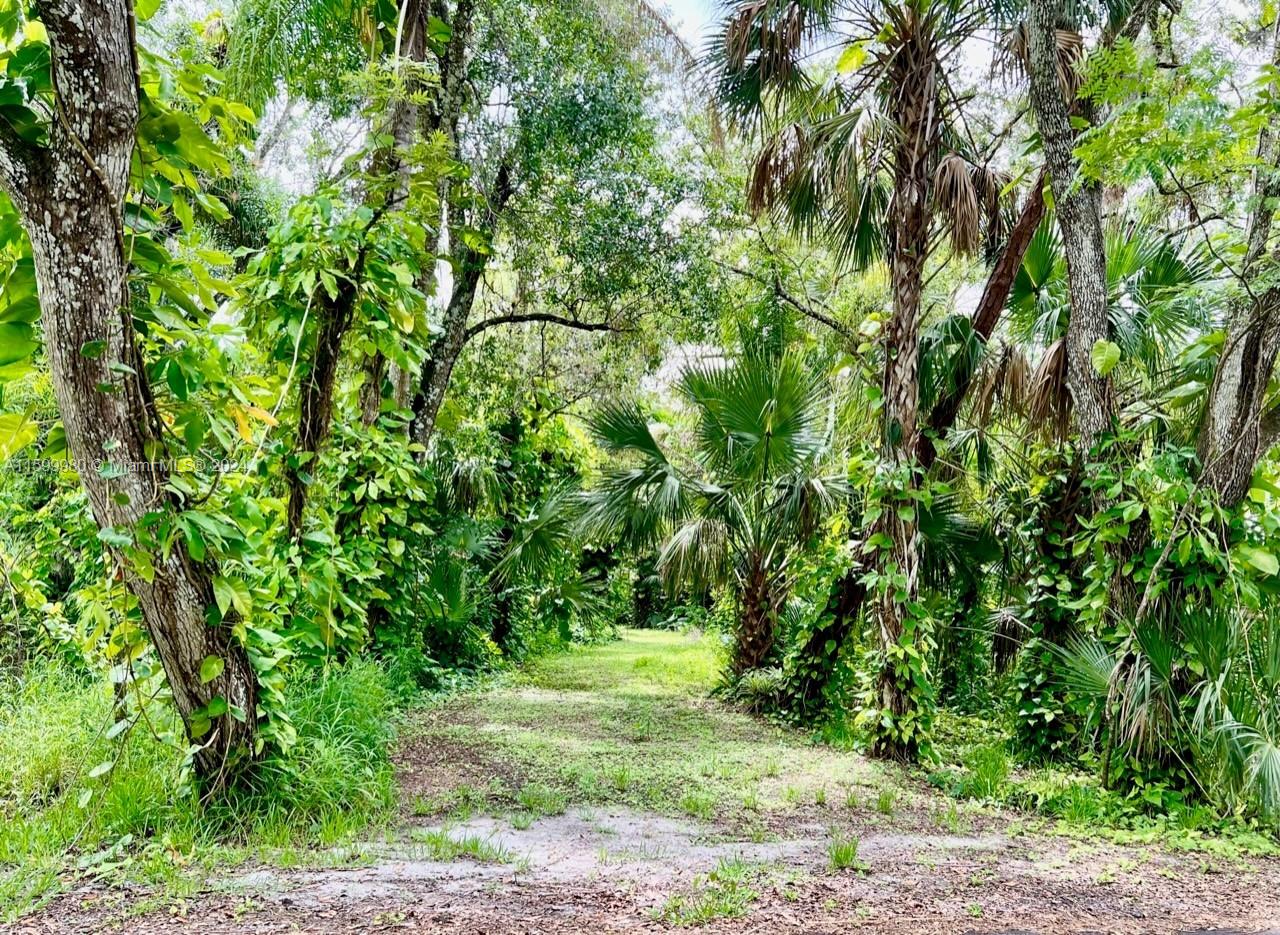 a view of a yard with plants and large trees