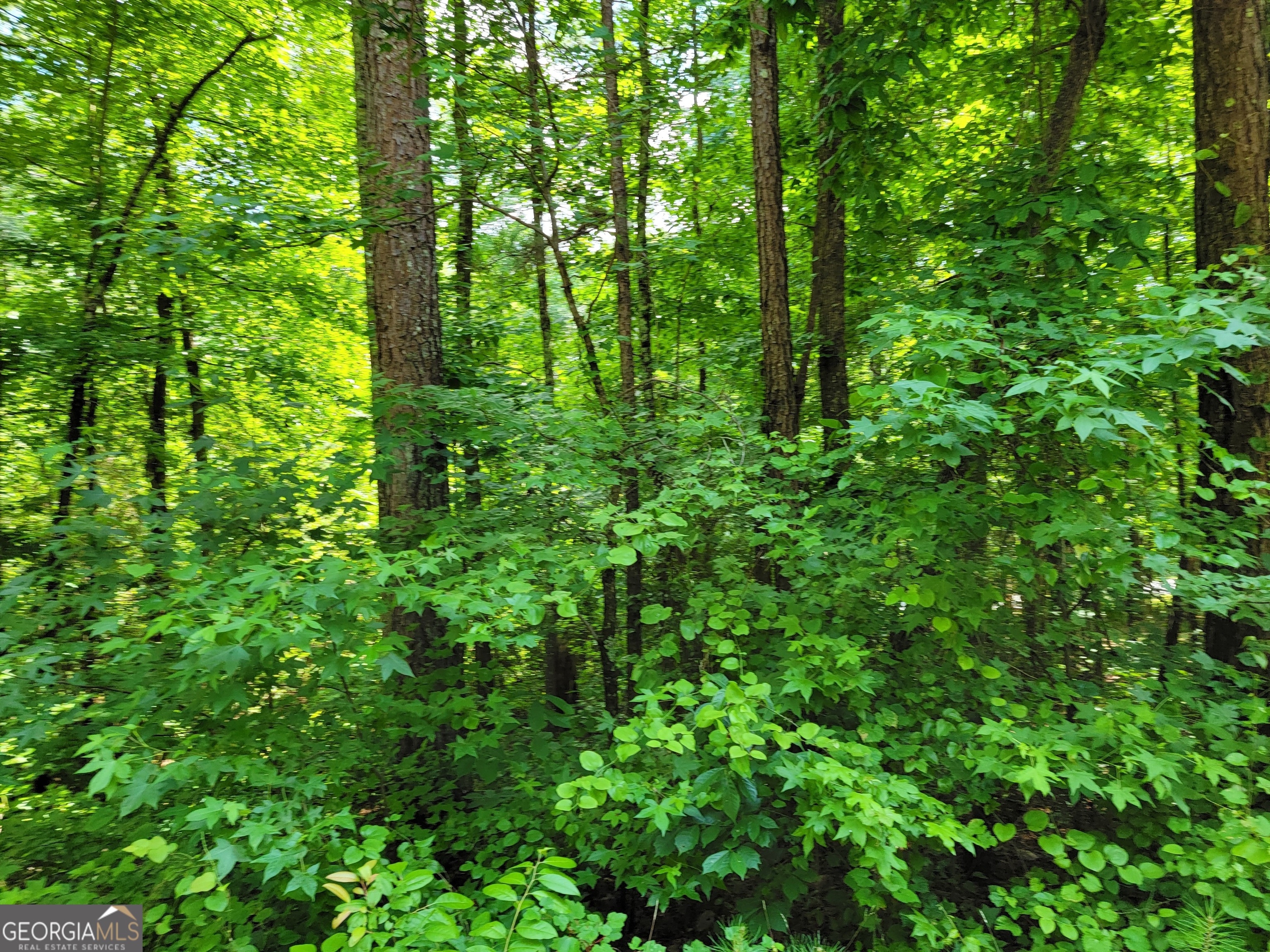 a view of a lush green forest