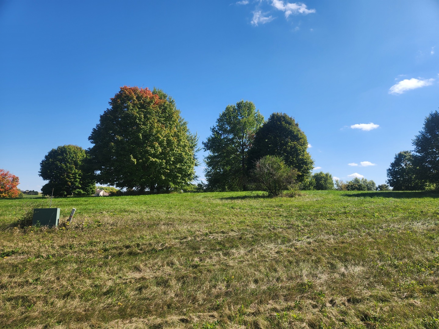 a yard with lots of trees