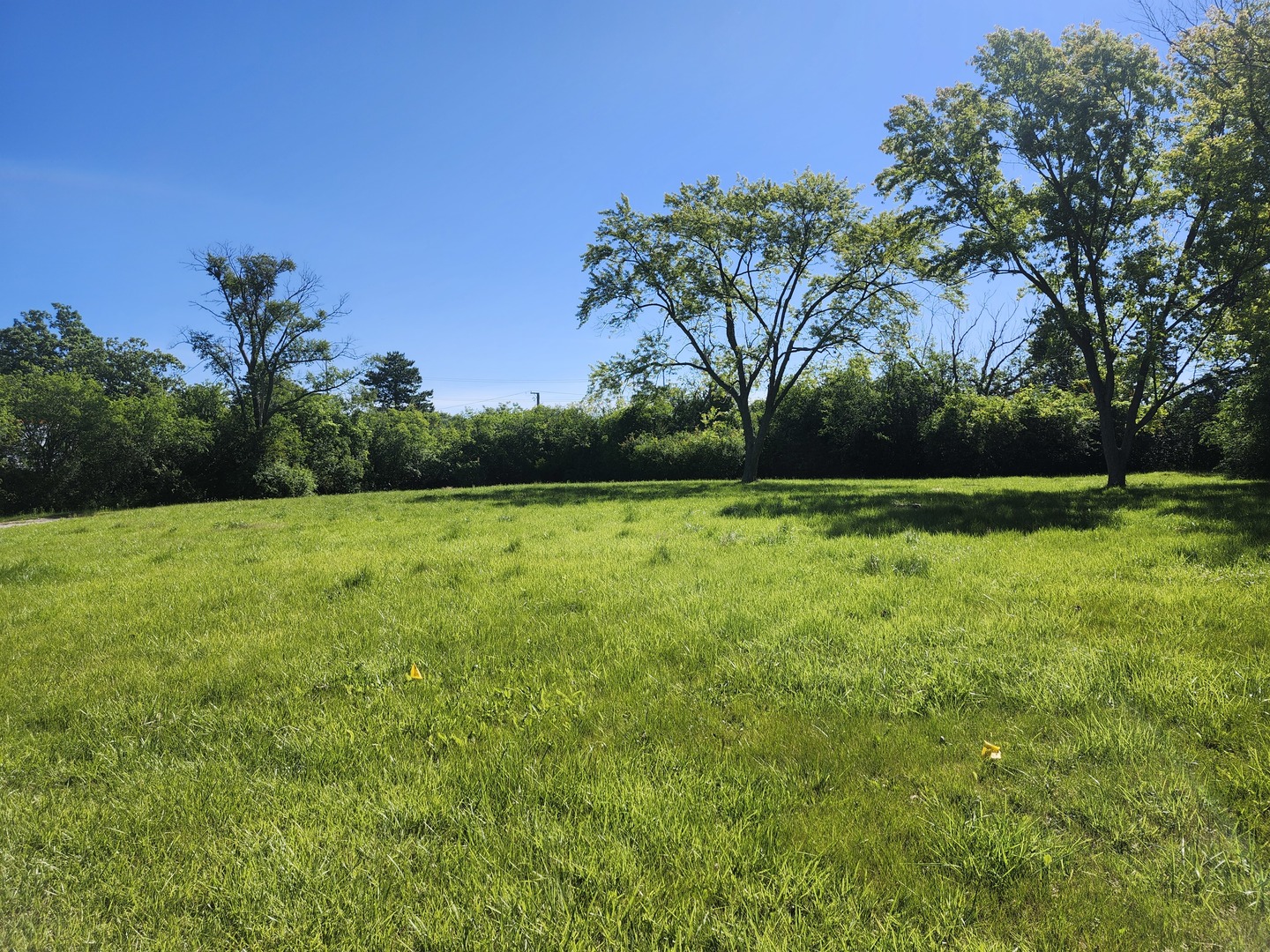 a view of a garden with a tree