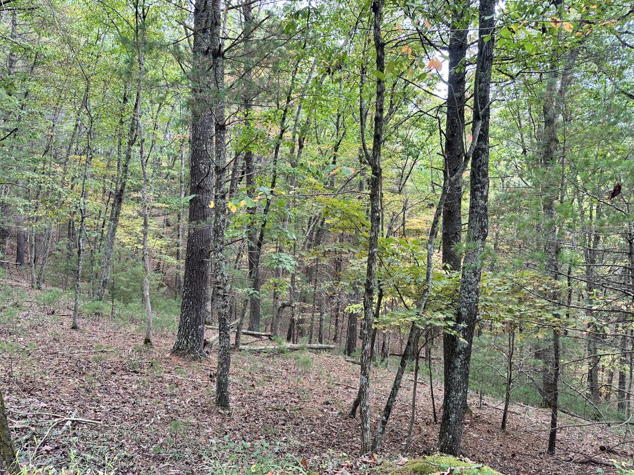 a view of a forest filled with trees and a forest