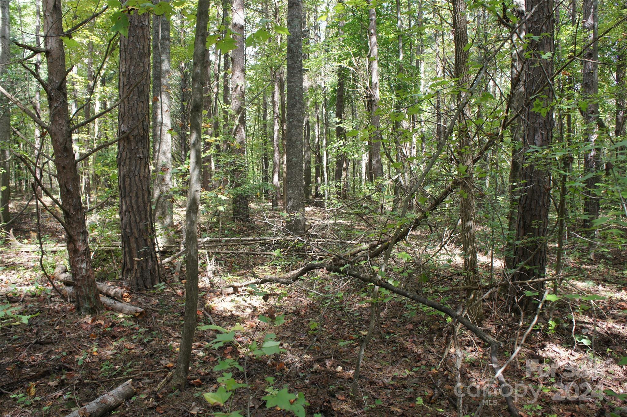 a view of forest