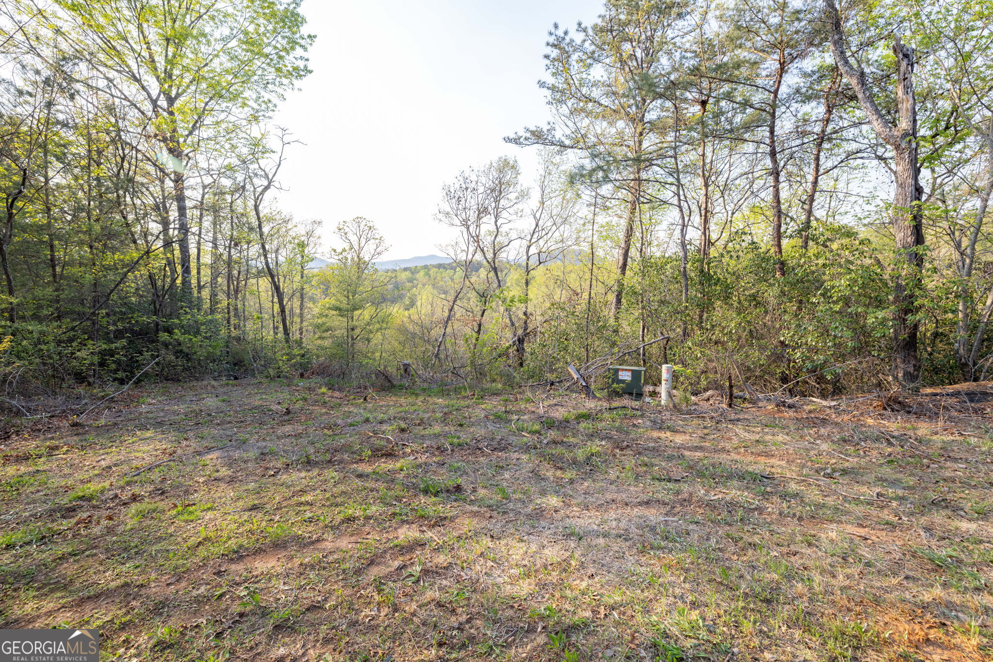 a view of a yard with trees