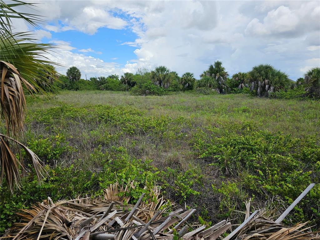 a view of a grassy field with trees