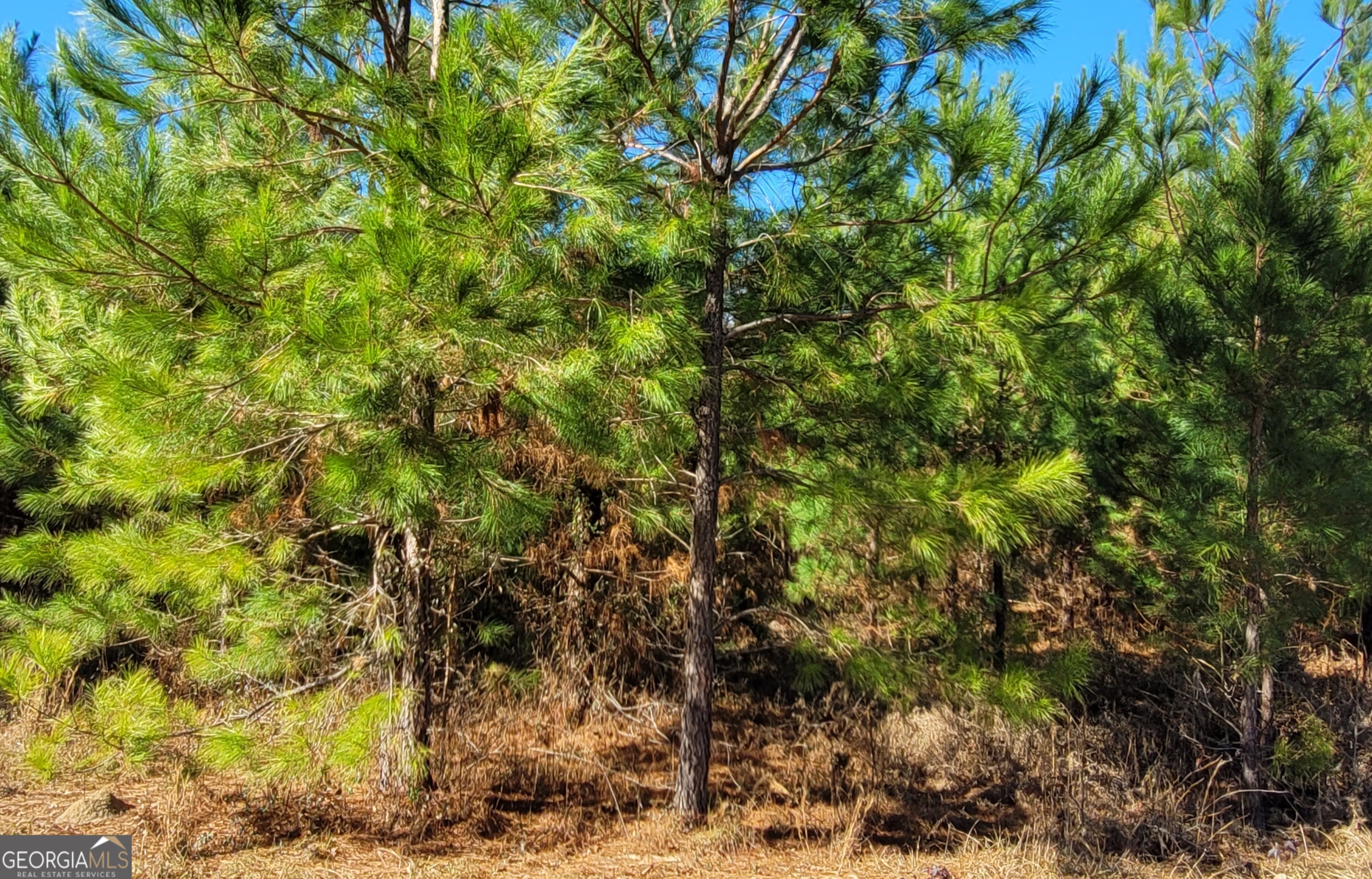 a view of a tree