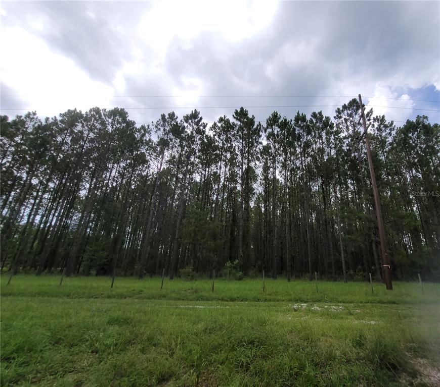 a view of a grassy field with trees in the background