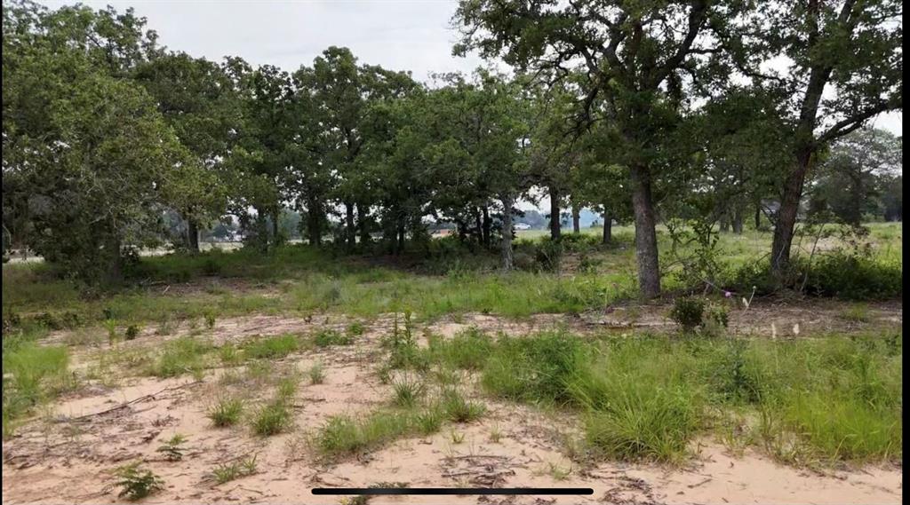 a view of a trees with a yard