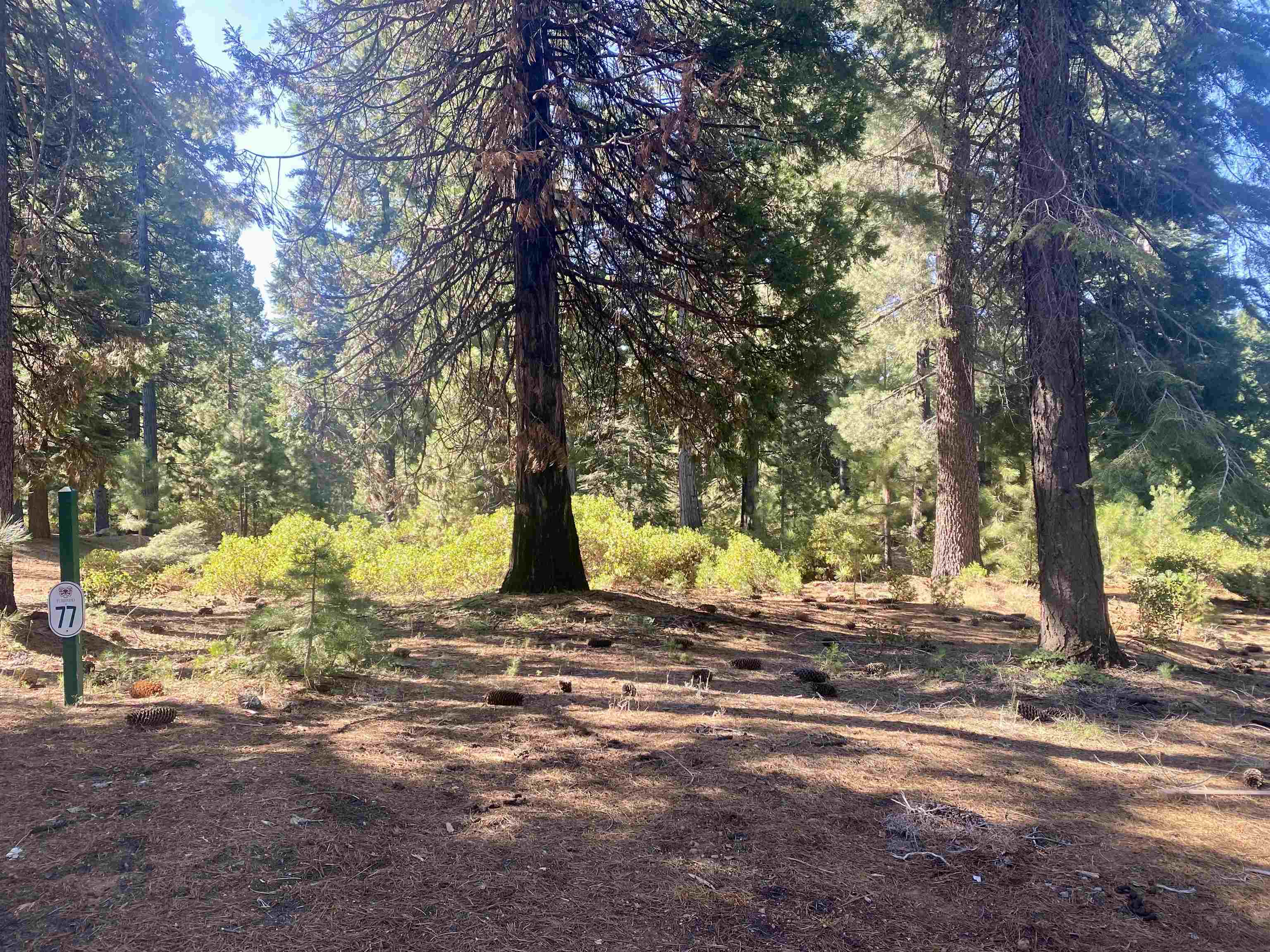 a view of a yard with a tree