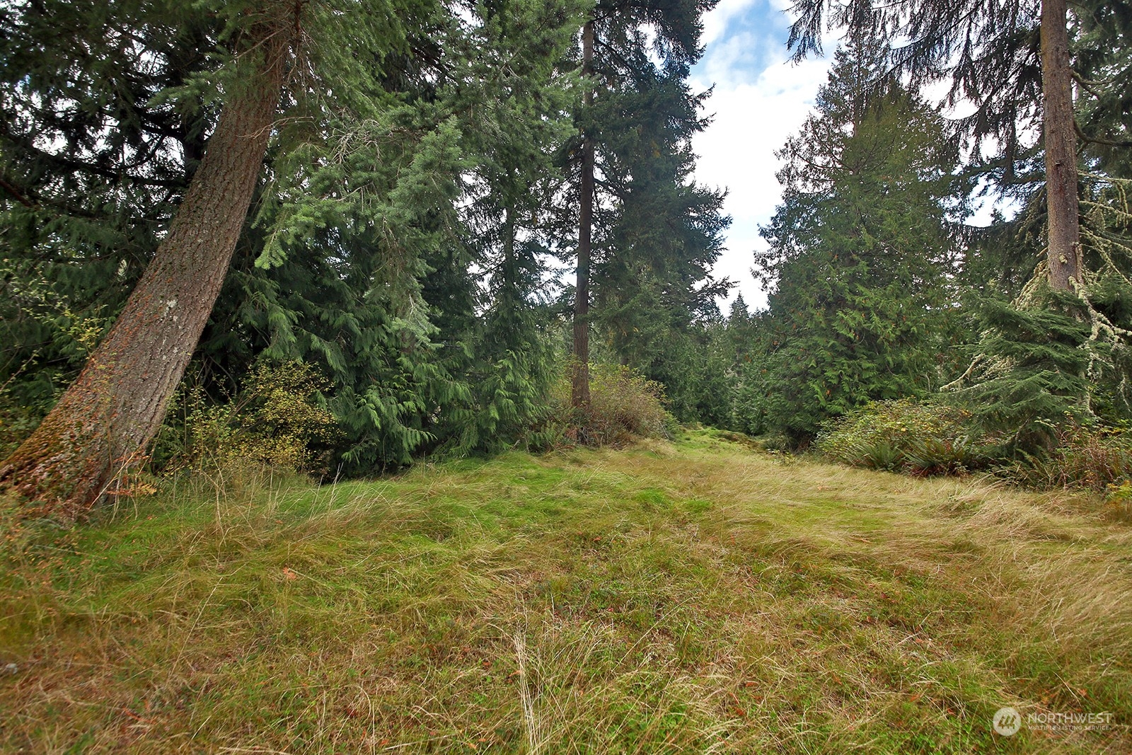 a view of a yard with a tree