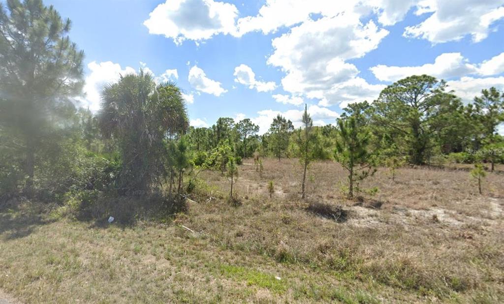 a view of a forest with trees in the background