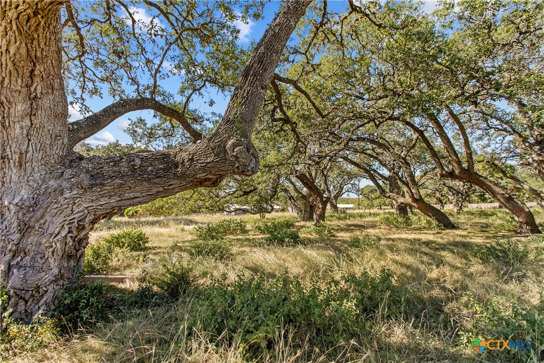 a picture of tree