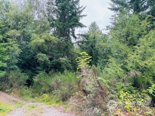 a view of a forest with a tree