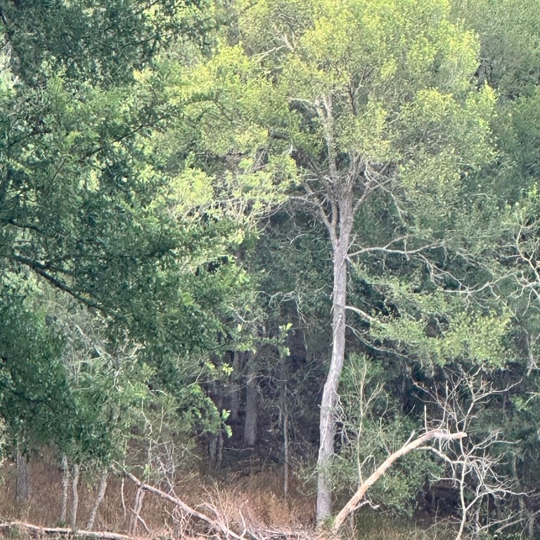 a view of forest