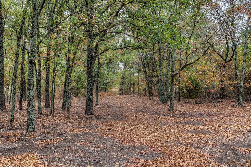 a view of a forest with trees in the background