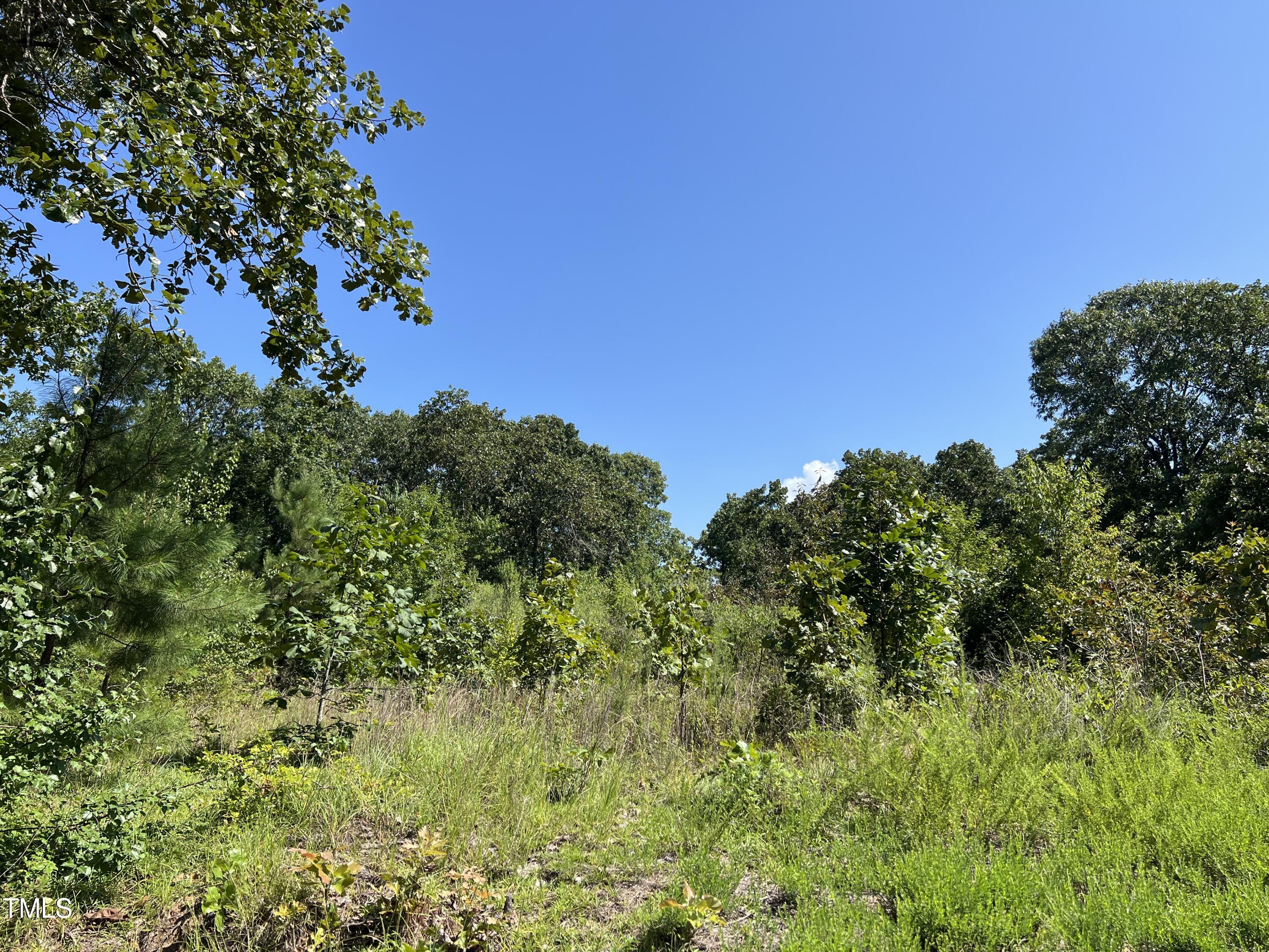 a view of a tree