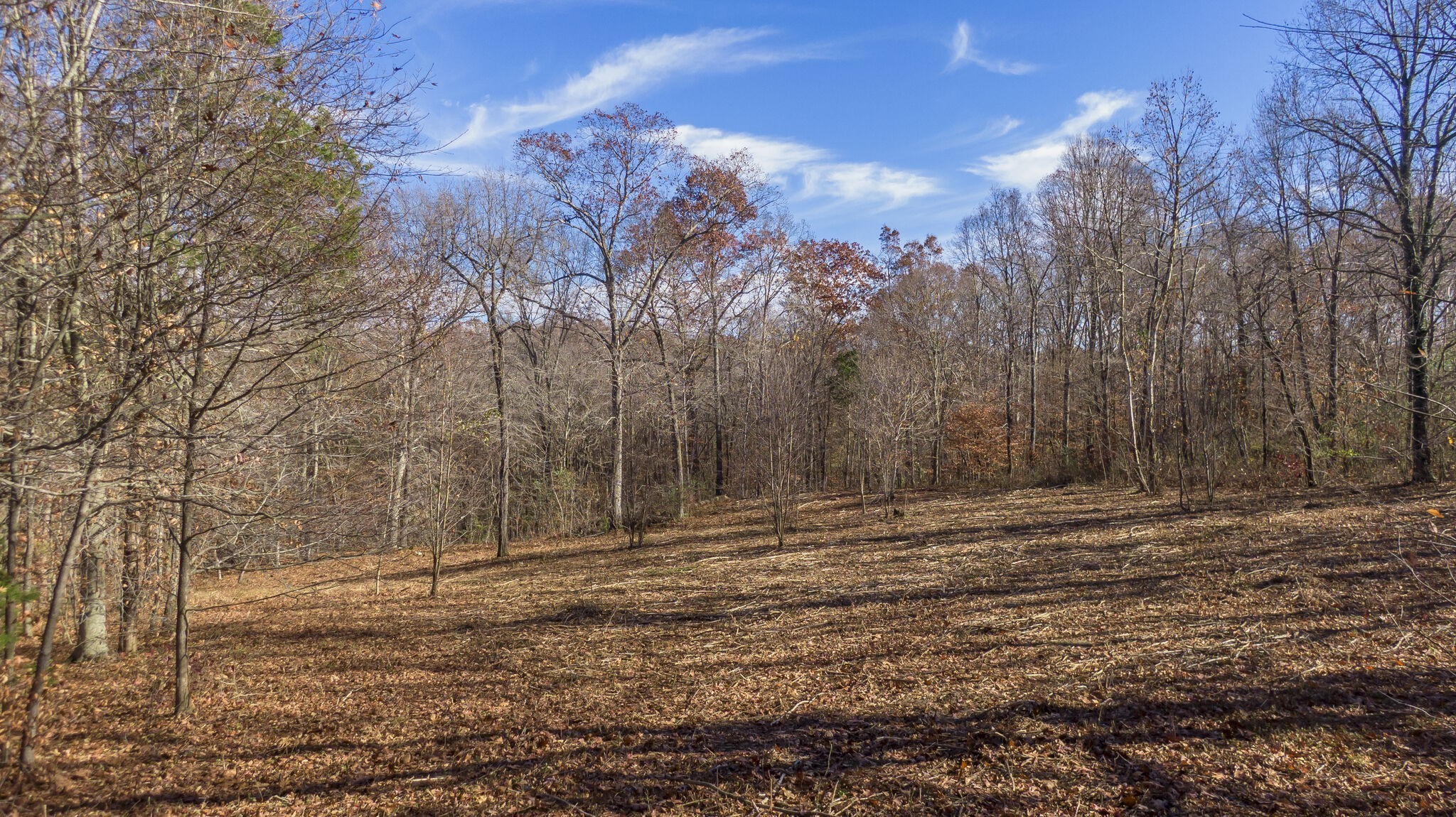 a view of empty space with large trees