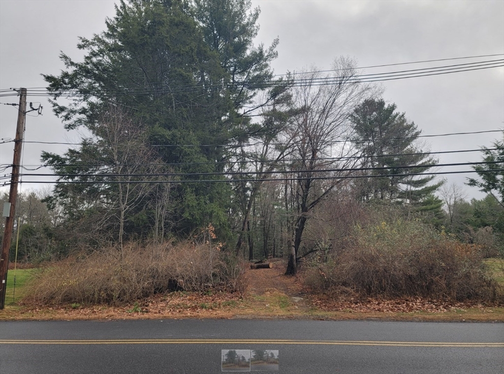 a view of a yard with a tree