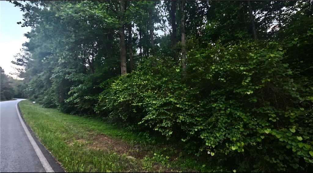 a view of a lush green forest