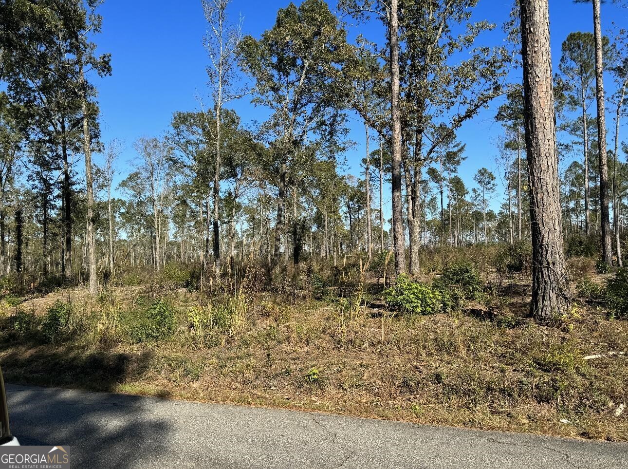 a view of a yard with trees