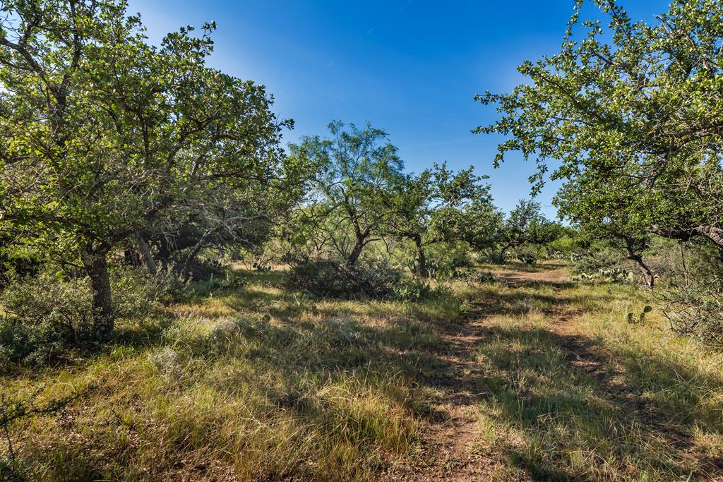 a view of a tree with a yard