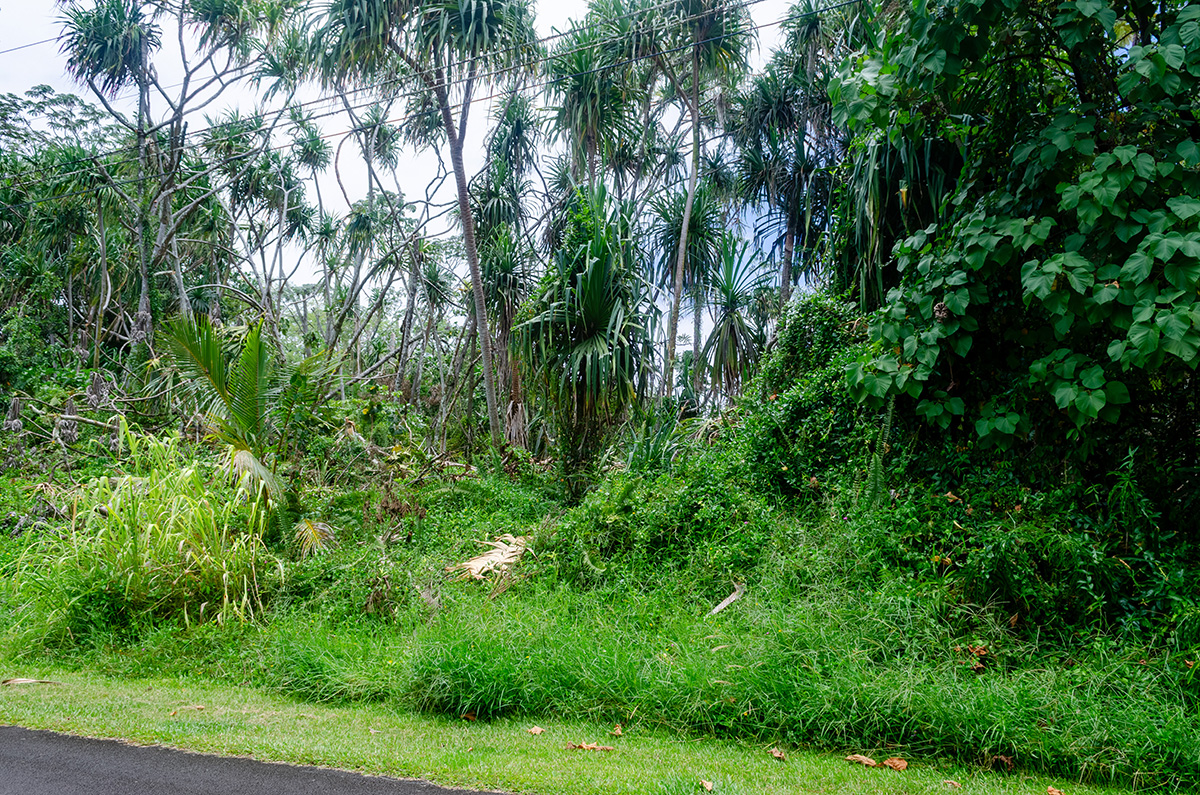 a view of a lush green forest