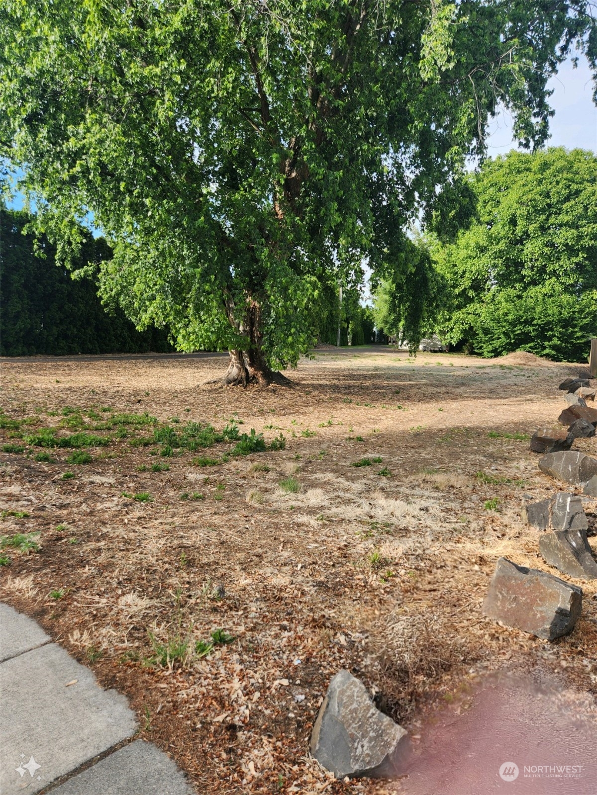 a view of a yard with a tree