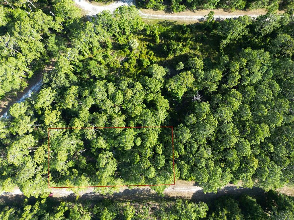 a view of a lush green forest