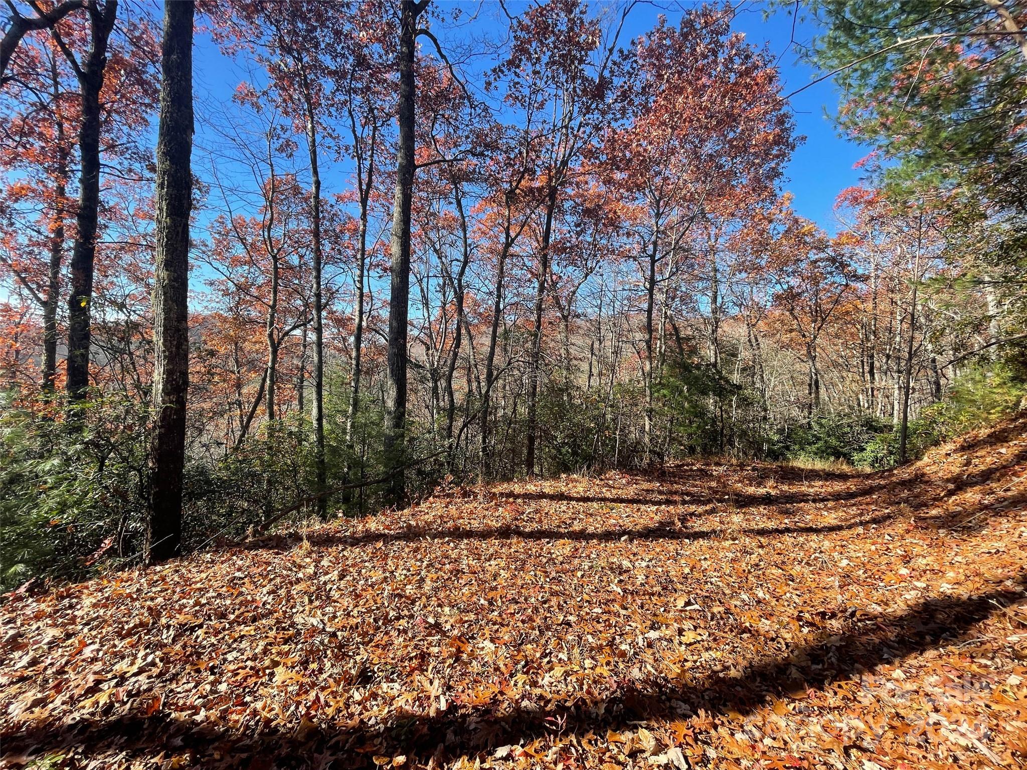 a view of a yard with a tree