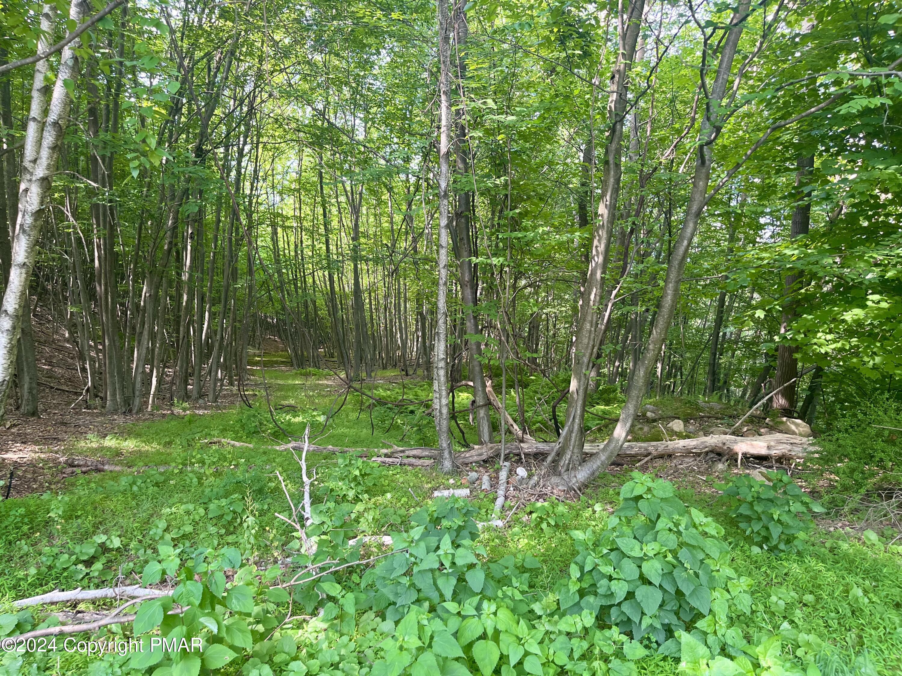 a view of green field with lots of bushes