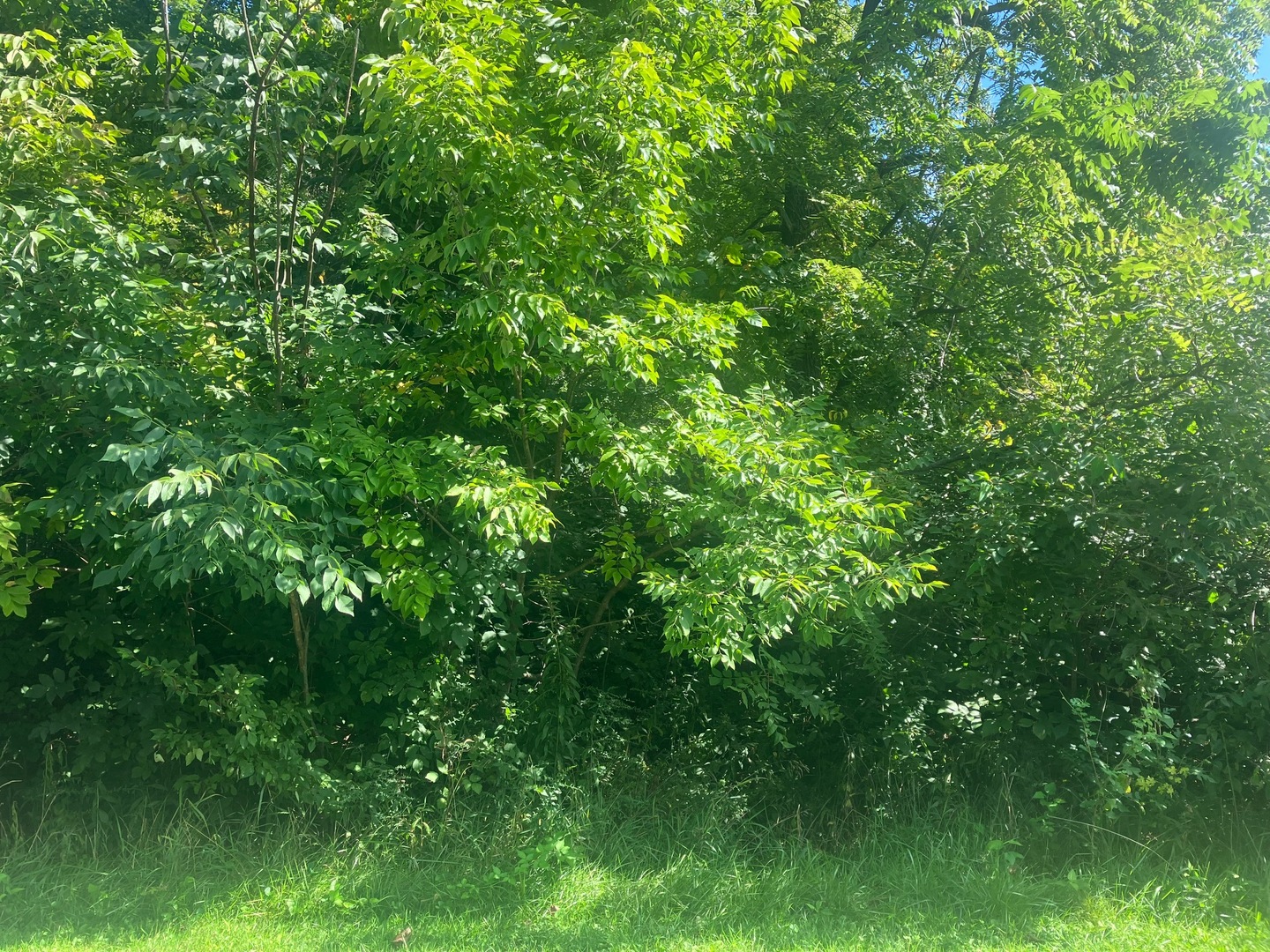 a view of a lush green forest