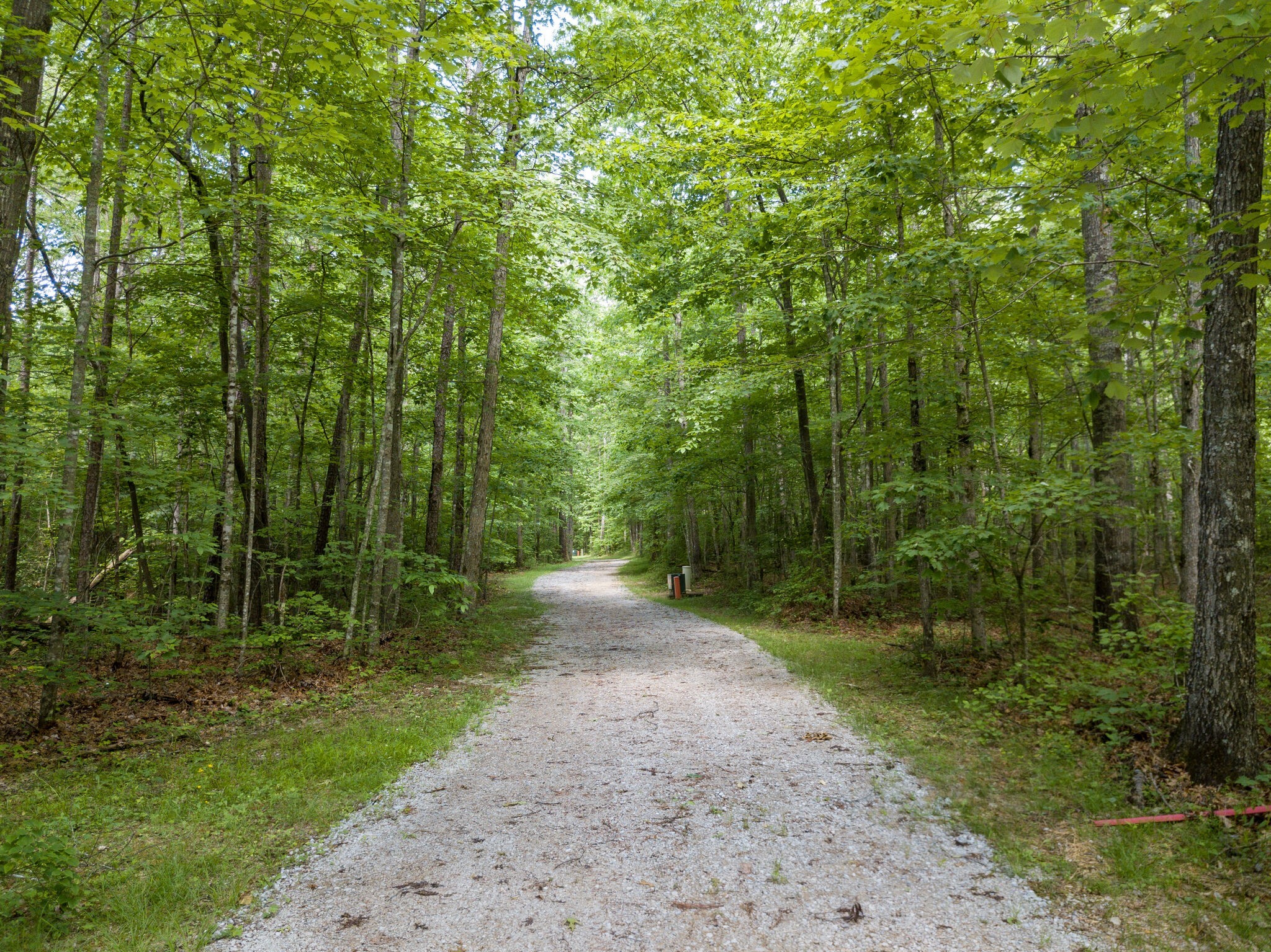 a view of a forest with trees