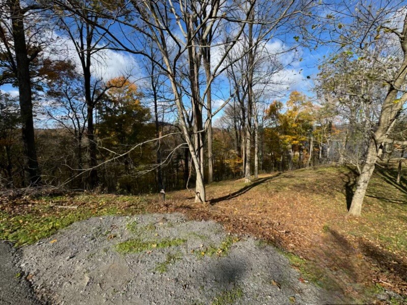 a view of a yard with trees