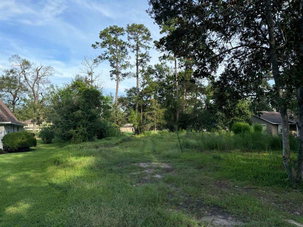 a view of a lush green space