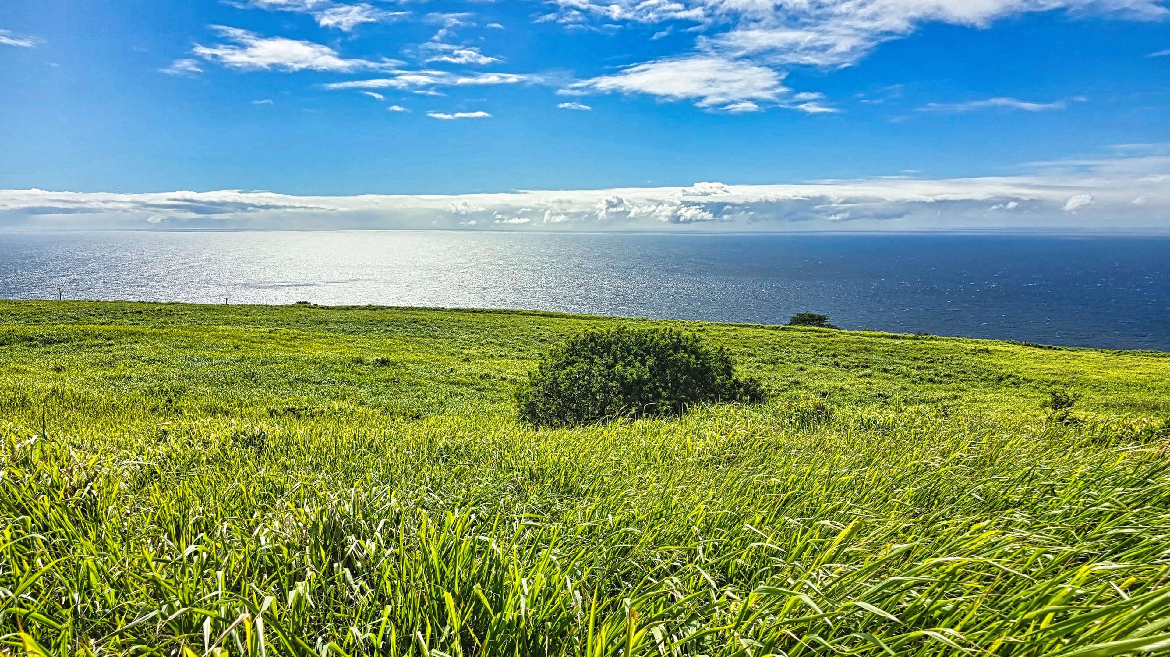 a view of an ocean from a yard