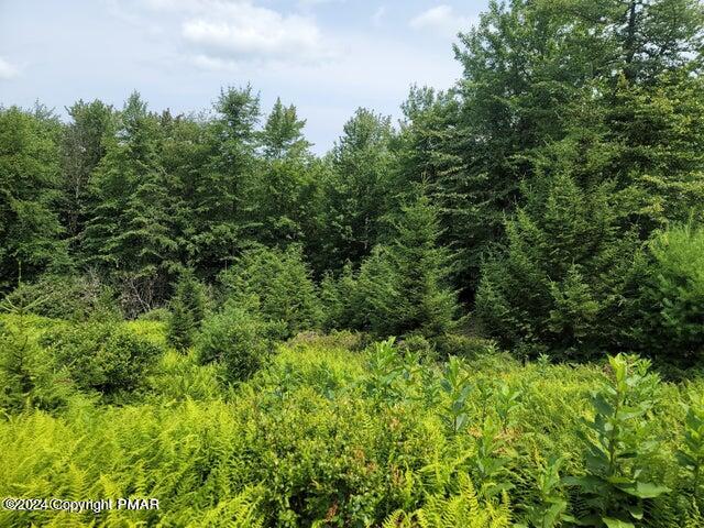 a view of a lush green forest