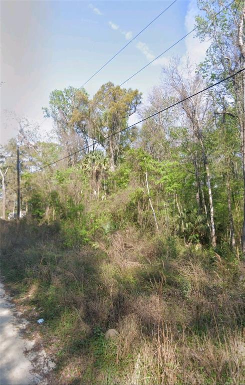 a view of a forest