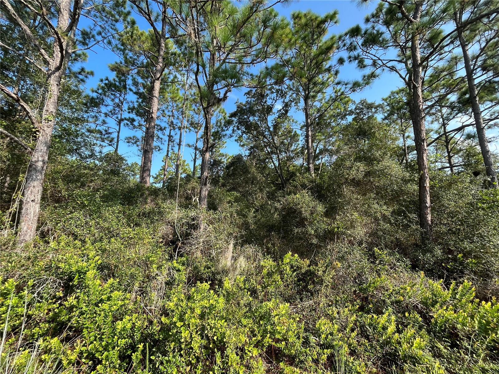 a view of a forest with a tree