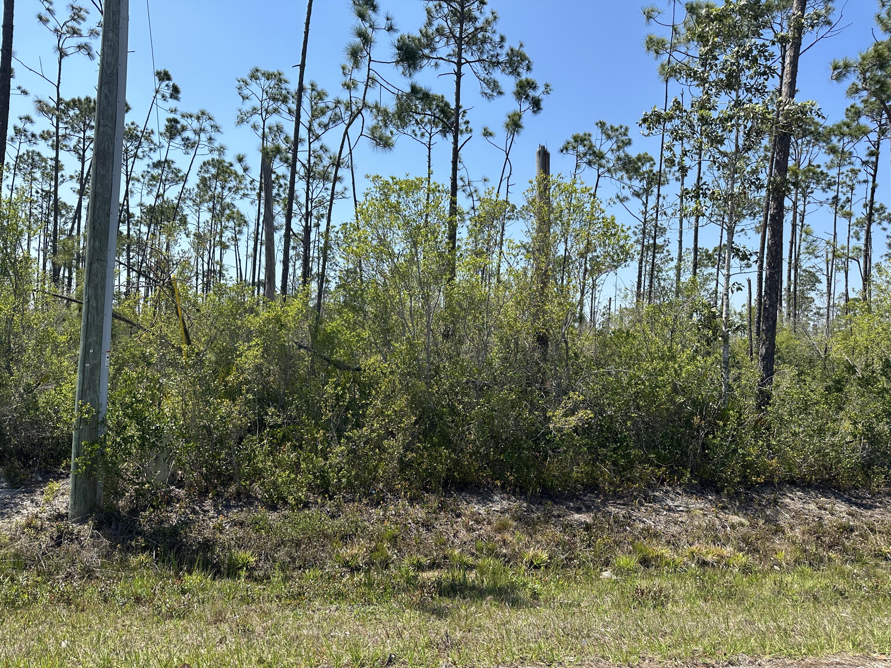 a view of a yard with plants and large trees