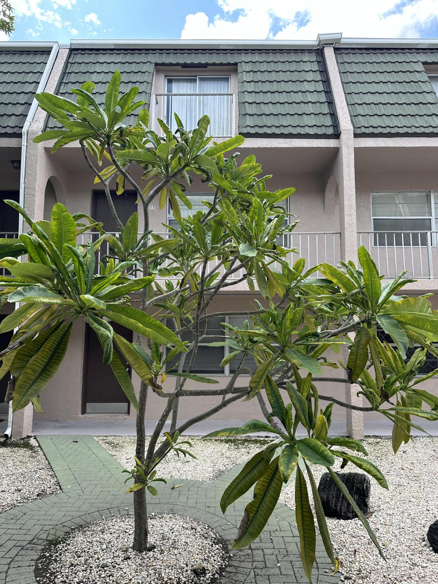 a plant with a plant in front of it