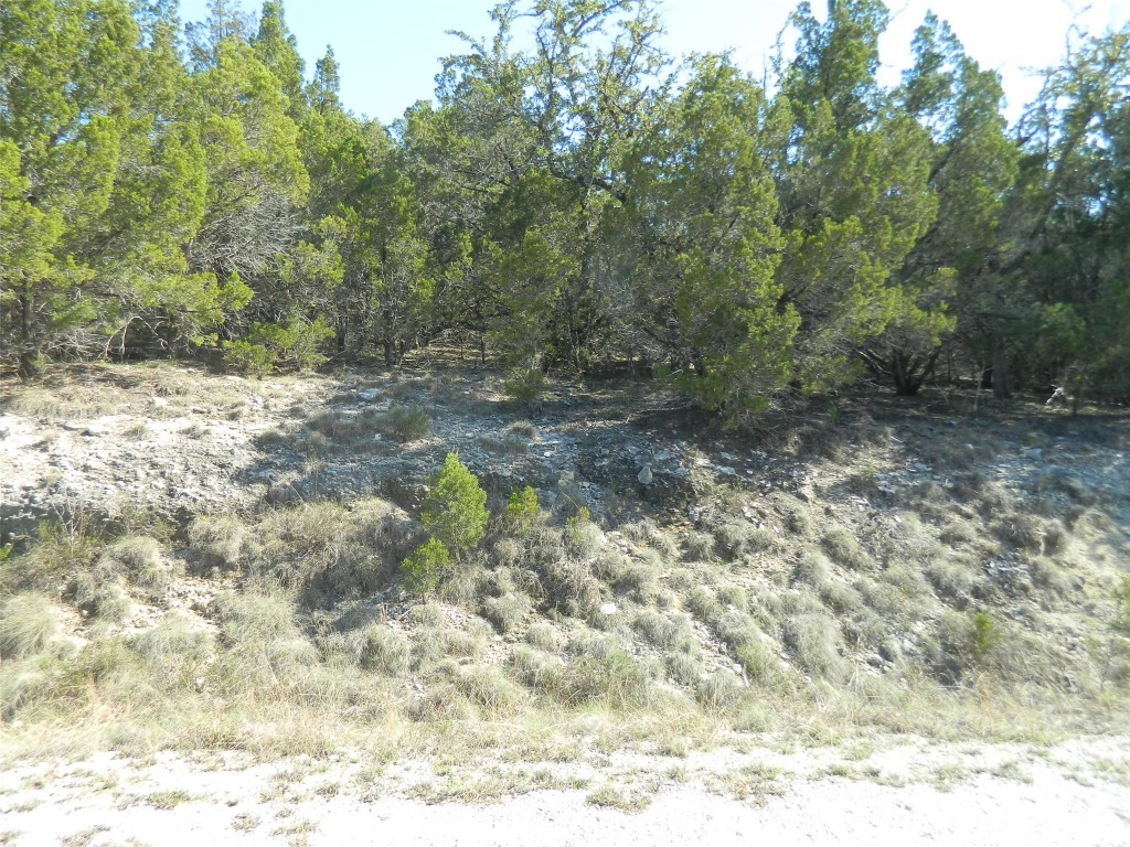 a view of a yard with trees