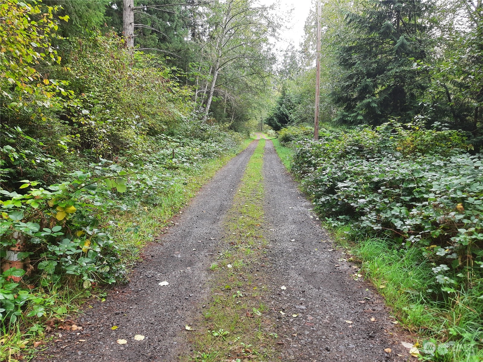 a view of a pathway both side of yard