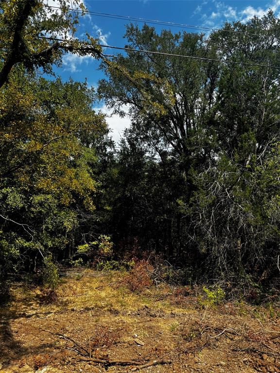 a view of a tree with a yard