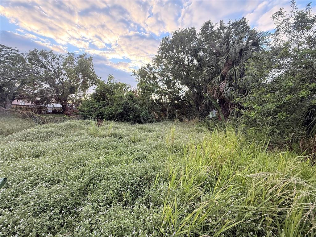 a view of a green field with lots of bushes