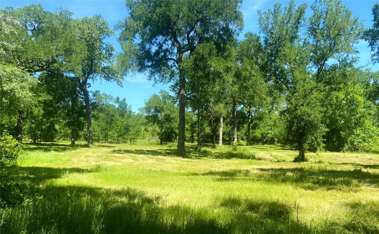 Lush rolling pastures with mature trees