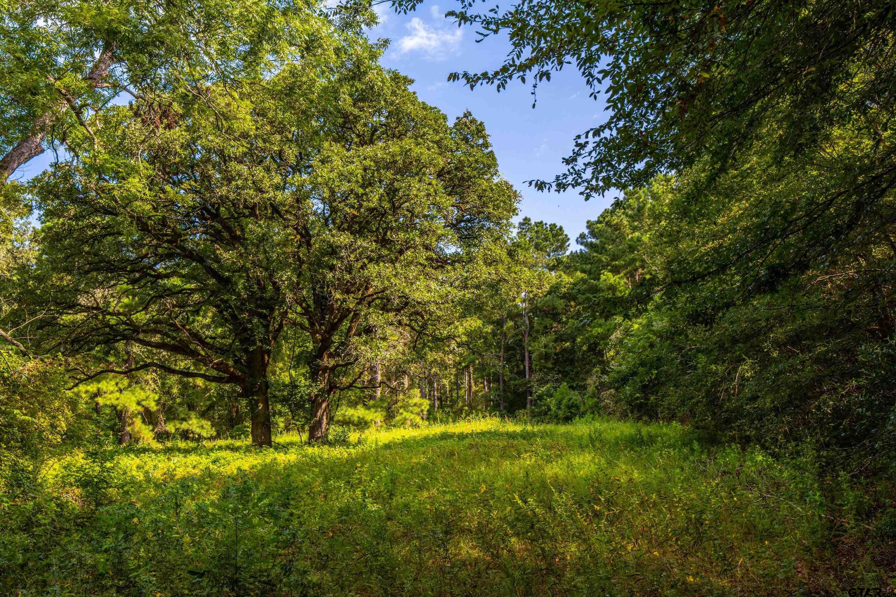 a view of a big yard with large trees