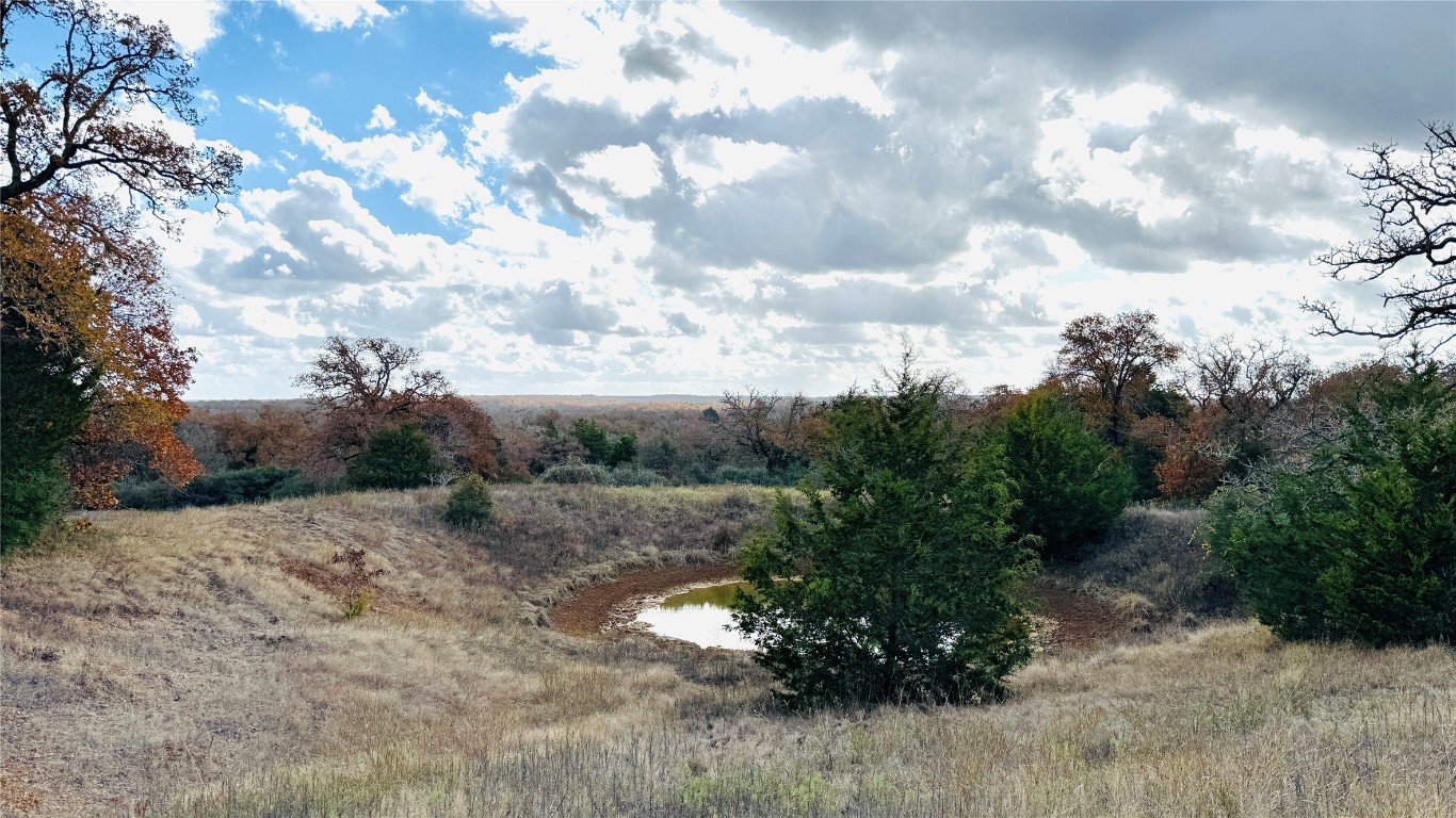 a picture of trees